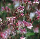 gaura