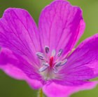 bloody cranesbill