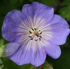 cranesbill