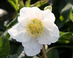 Helleborus niger Harvington hybrids (Christmas rose hellebore)