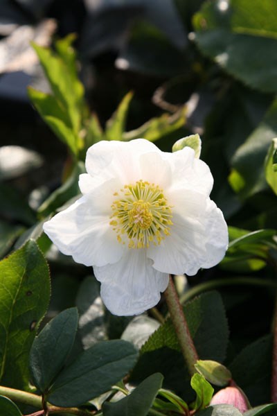 Christmas rose hellebore