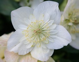 Helleborus niger Harvington double white (Christmas rose hellebore)