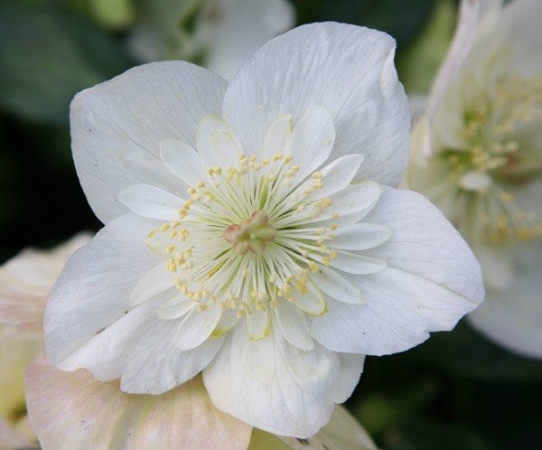 Christmas rose hellebore Christmas rose hellebore