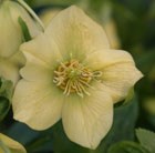 hellebore