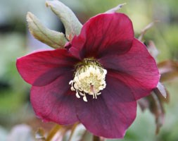 Helleborus x hybridus Harvington red (Lenten rose hellebore)