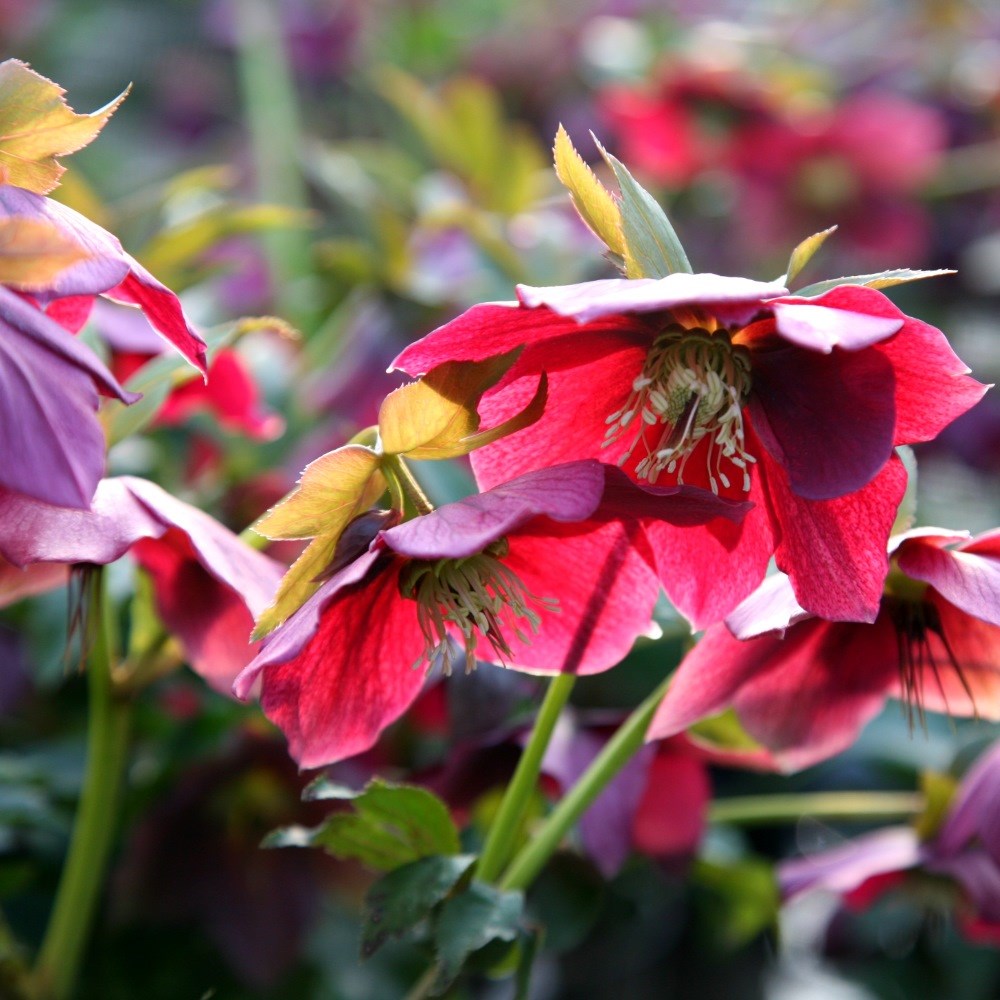 Lenten rose hellebore Lenten rose hellebore
