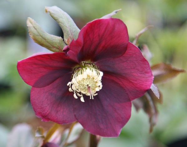 Lenten rose hellebore Lenten rose hellebore