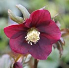 hellebore