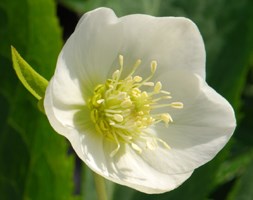 Helleborus x hybridus Harvington white (Lenten rose hellebore)