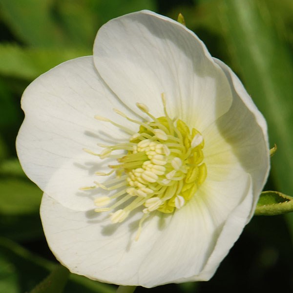 Lenten rose hellebore Lenten rose hellebore