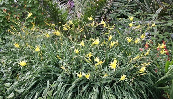 daylily