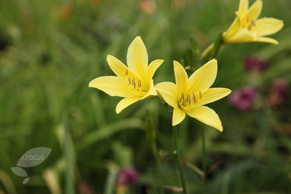 daylily