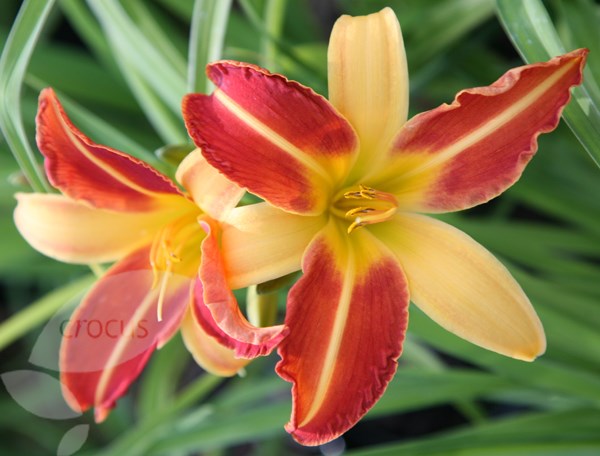 daylily