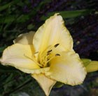 daylily