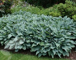 plantain lily