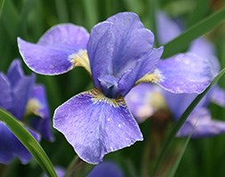 Iris 'Silver Edge' (Siberian iris)