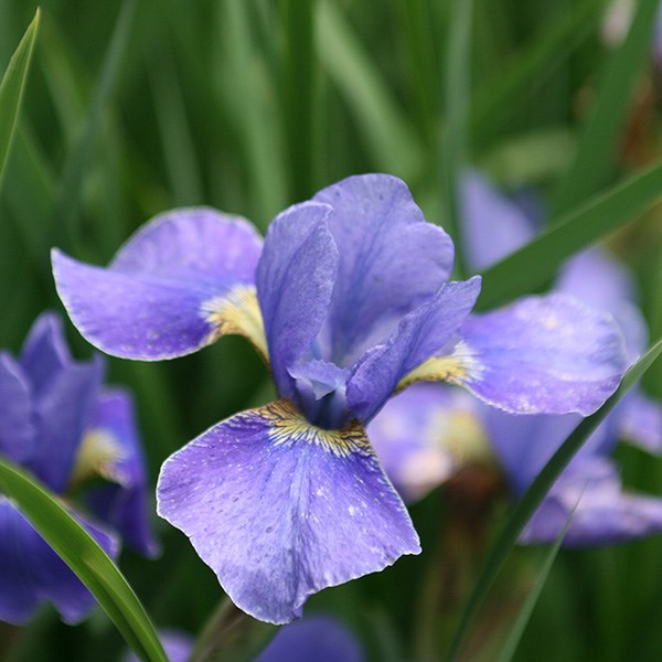 Siberian iris Siberian iris