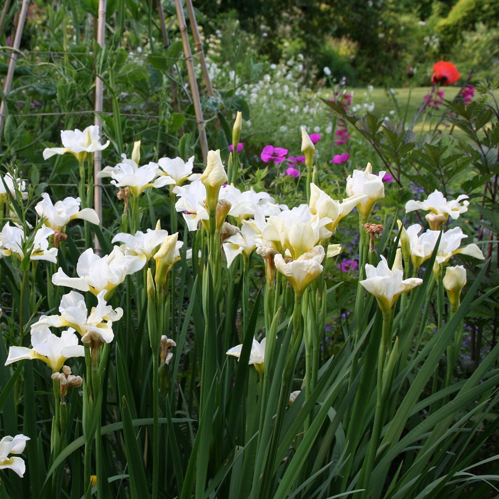 Siberian iris Siberian iris