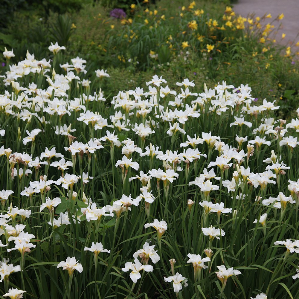 Siberian iris Siberian iris