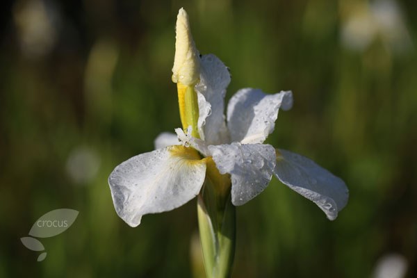 Siberian iris Siberian iris