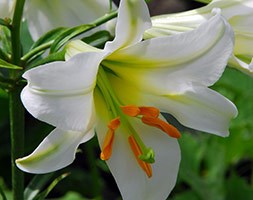 Lilium regale  'Album' (regal lily)