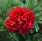 paeony / peony