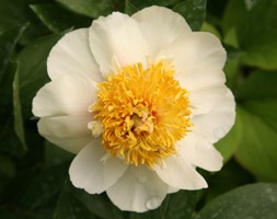 Paeonia 'Claire de Lune' (paeony / peony)