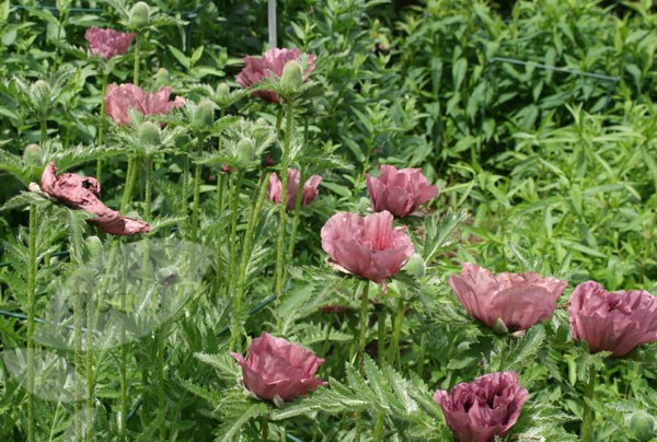 oriental poppy oriental poppy