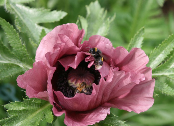 oriental poppy oriental poppy