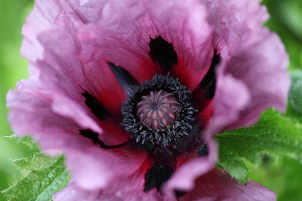 oriental poppy oriental poppy
