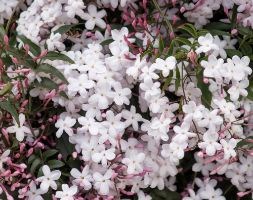 Jasminum polyanthum (scented Chinese jasmine on a hoop)