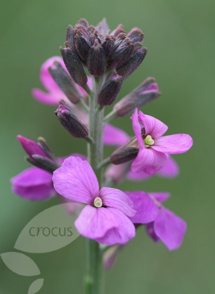 wallflower wallflower