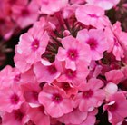 perennial phlox