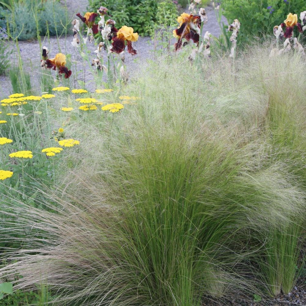 stipa ( syn. Stipa tenuifolia ) stipa ( syn. Stipa tenuifolia )