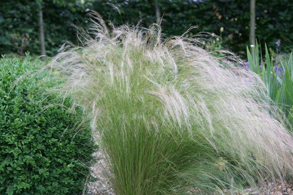 stipa ( syn. Stipa tenuifolia ) stipa ( syn. Stipa tenuifolia )