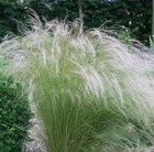 Mexican feather grass