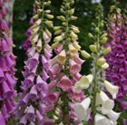 foxglove