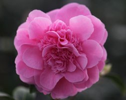 Camellia x williamsii 'Debbie' (camellia)