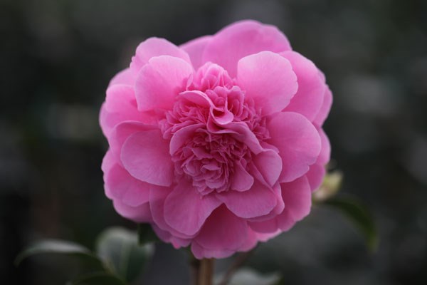 camellia