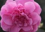 Camellia