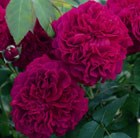 rose William Shakespeare (shrub)