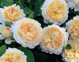 Rosa Crocus Rose ('Ausquest') (PBR) (rose Crocus Rose (shrub))