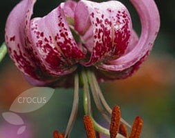 Lilium martagon (turkscap lily)