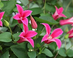 clematis (group 3)