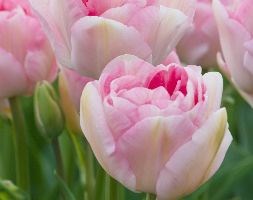 Tulipa 'Angelique' (double late tulip bulbs)