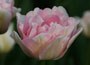 double late tulip bulbs