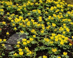 winter aconite bulbs