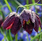 snake's head fritillary