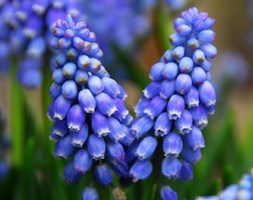 Muscari armeniacum (grape hyacinth bulbs)