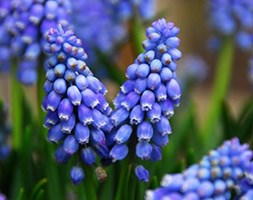 grape hyacinth bulbs